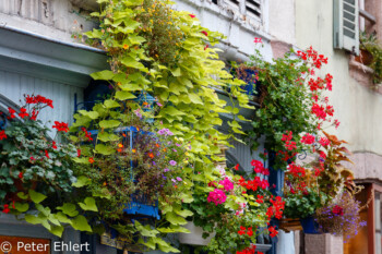 Blumenschmuck  Colmar Grand Est Frankreich by Peter Ehlert in Colmar Weekend