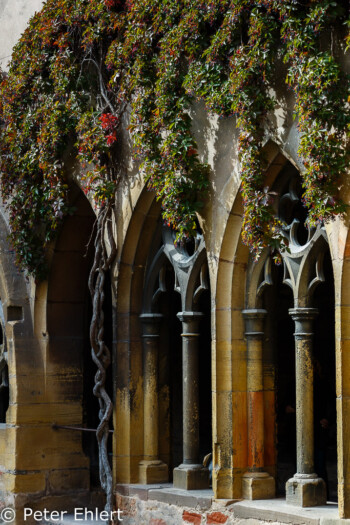 Kreuzgang  Colmar Alsace-Champagne-Ardenne-Lorrain Frankreich by Peter Ehlert in Colmar Weekend