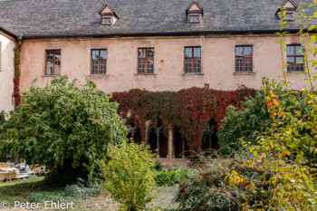 Kreuzgang  Colmar Alsace-Champagne-Ardenne-Lorrain Frankreich by Peter Ehlert in Colmar Weekend