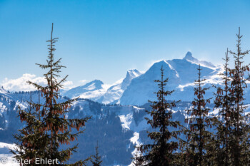 Berge mit Tannen  Morzine Rhône-Alpes Frankreich by Peter Ehlert in Skigebiet Portes du Soleil