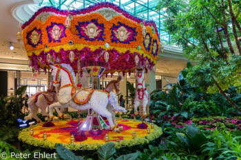 Karussel aus Blumen  Las Vegas Nevada USA by Peter Ehlert in Las Vegas Stadt und Hotels