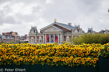 Sonnenblumen Labyrinth  Amsterdam Noord-Holland Niederlande by Peter Ehlert in Amsterdam Trip