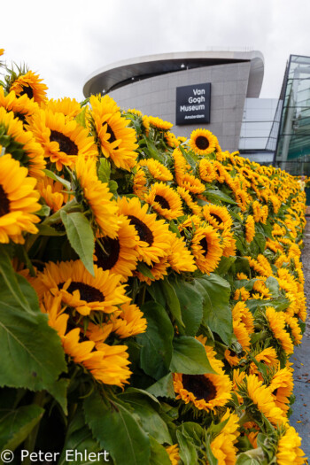 Sonnenblumen Labyrinth  Amsterdam Noord-Holland Niederlande by Peter Ehlert in Amsterdam Trip