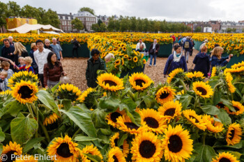 Sonnenblumen Labyrinth  Amsterdam Noord-Holland Niederlande by Peter Ehlert in Amsterdam Trip