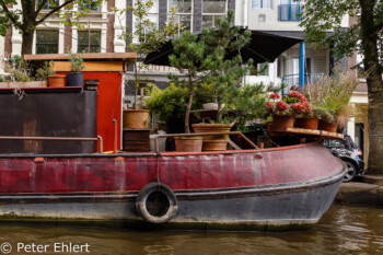 Hausboot mit Kiefern  Amsterdam Noord-Holland Niederlande by Peter Ehlert in Amsterdam Trip