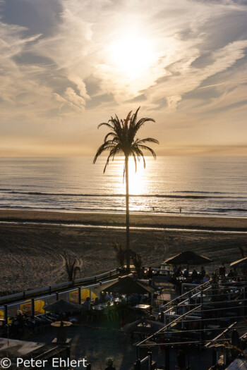 Abendstimmung mit Palme  Zandvoort Noord-Holland Niederlande by Peter Ehlert in Amsterdam Trip