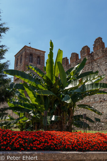 Banane vor Stadtmauer  Lazise Veneto Italien by Peter Ehlert in Lazise am Gardasee