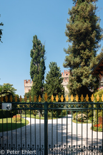 Garten mit Haus am See  Lazise Veneto Italien by Peter Ehlert in Lazise am Gardasee