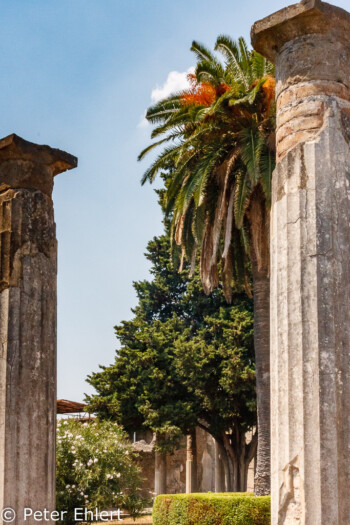 Garten mit Palmen  Pompei Campania Italien by Lara Ehlert in Pompeii und Neapel
