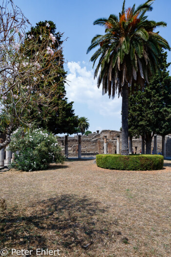 Garten mit Palmen  Pompei Campania Italien by Peter Ehlert in Pompeii und Neapel