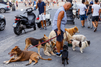 Hundesitter  Neapel Campania Italien by Peter Ehlert in Pompeii und Neapel