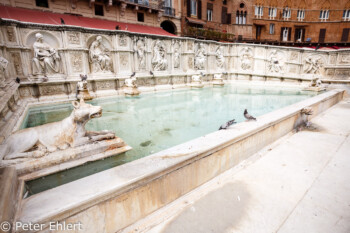 Fonte Gaia  Siena Toscana Italien by Peter Ehlert in Siena auf der Durchreise