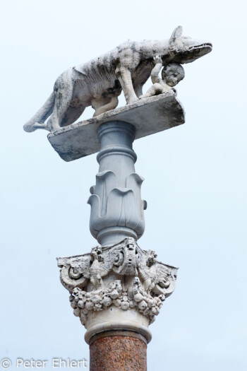 Wölfin mit Romulus und Remus  Siena Toscana Italien by Peter Ehlert in Siena auf der Durchreise