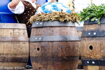 Brauereigespann  München Bayern Deutschland by Peter Ehlert in Münchner Oktoberfest