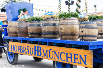 Brauereigespann  München Bayern Deutschland by Peter Ehlert in Münchner Oktoberfest
