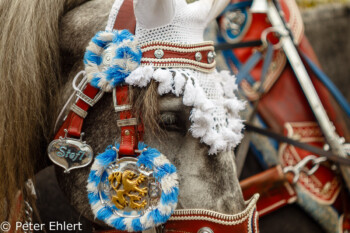 Brauereipferd Steffl  München Bayern Deutschland by Peter Ehlert in Münchner Oktoberfest