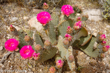 Kaktusblüte   Nevada USA by Peter Ehlert in Valley of Fire - Nevada State Park