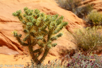 Rainbow Vista   Nevada USA by Peter Ehlert in Valley of Fire - Nevada State Park