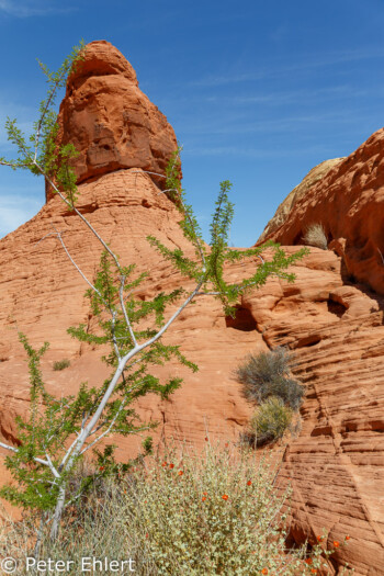 Rainbow Vista   Nevada USA by Peter Ehlert in Valley of Fire - Nevada State Park