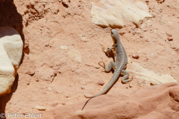 Eidechse   Nevada USA by Peter Ehlert in Valley of Fire - Nevada State Park