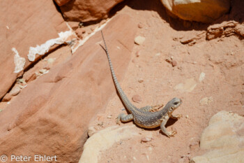 Eidechse   Nevada USA by Peter Ehlert in Valley of Fire - Nevada State Park