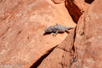 Eidechse   Nevada USA by Peter Ehlert in Valley of Fire - Nevada State Park