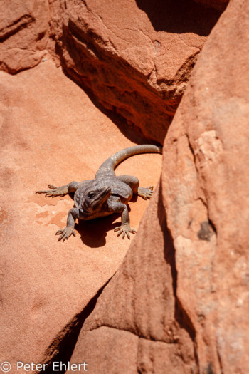 Eidechse   Nevada USA by Peter Ehlert in Valley of Fire - Nevada State Park