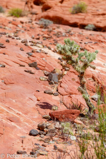 Fire Wave Trail   Nevada USA by Peter Ehlert in Valley of Fire - Nevada State Park