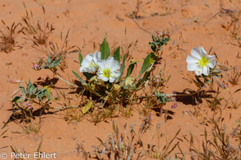 Weiße Blüten   Nevada USA by Peter Ehlert in Valley of Fire - Nevada State Park