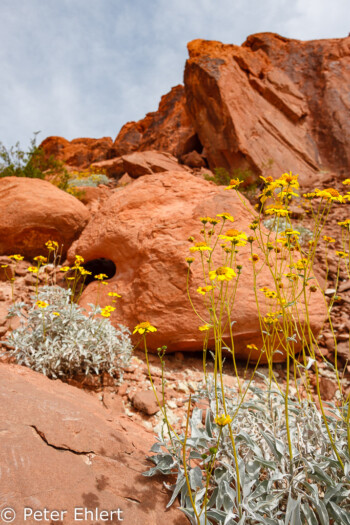 Gelbe Blüten   Nevada USA by Peter Ehlert in Valley of Fire - Nevada State Park