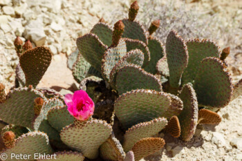 Opuntia ficus-indica   Nevada USA by Peter Ehlert in Valley of Fire - Nevada State Park