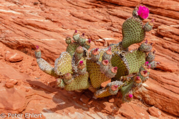 Opuntia ficus-indica   Nevada USA by Peter Ehlert in Valley of Fire - Nevada State Park