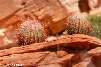 Fire Wave Trail   Nevada USA by Peter Ehlert in Valley of Fire - Nevada State Park