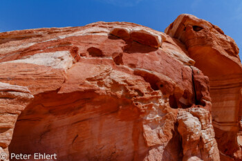 Eidechse   Nevada USA by Peter Ehlert in Valley of Fire - Nevada State Park