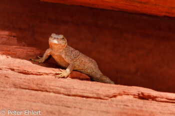 Eidechse   Nevada USA by Peter Ehlert in Valley of Fire - Nevada State Park