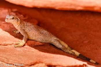 Eidechse   Nevada USA by Peter Ehlert in Valley of Fire - Nevada State Park