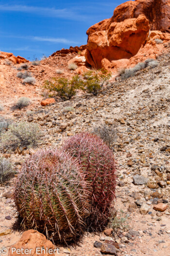 Kakteen   Nevada USA by Peter Ehlert in Valley of Fire - Nevada State Park