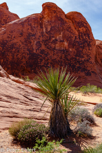 Atlatl Rock   Nevada USA by Peter Ehlert in Valley of Fire - Nevada State Park