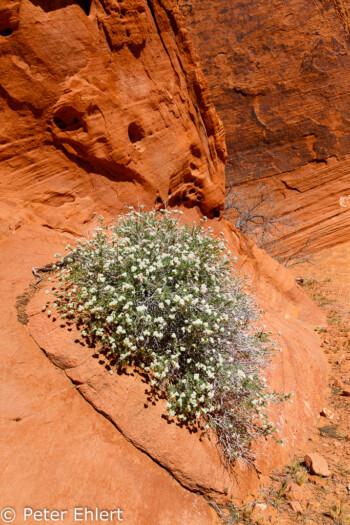 Atlatl Rock   Nevada USA by Peter Ehlert in Valley of Fire - Nevada State Park