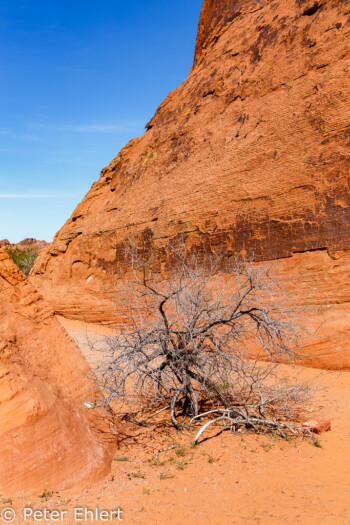 Atlatl Rock   Nevada USA by Peter Ehlert in Valley of Fire - Nevada State Park