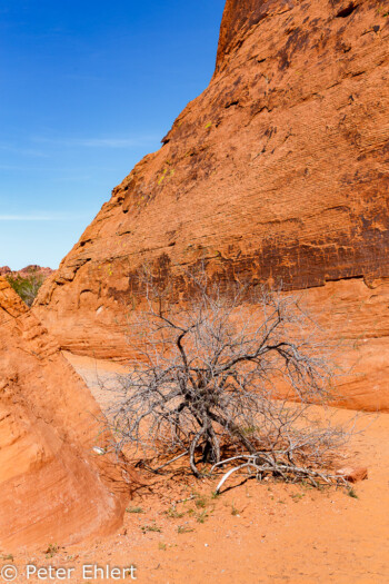 Atlatl Rock   Nevada USA by Peter Ehlert in Valley of Fire - Nevada State Park