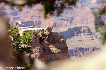 Rim Trail  Grand Canyon Village Arizona USA by Peter Ehlert in Grand Canyon South Rim