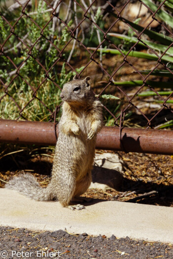 Squirrel  Grand Canyon Village Arizona USA by Peter Ehlert in Grand Canyon South Rim