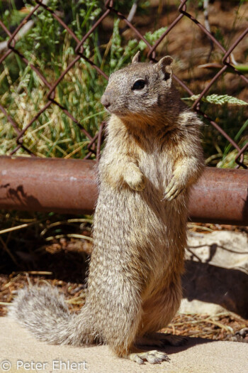 Squirrel  Grand Canyon Village Arizona USA by Peter Ehlert in Grand Canyon South Rim