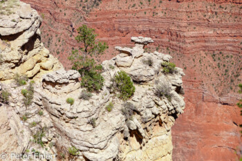 Rim Trail  Grand Canyon Village Arizona USA by Peter Ehlert in Grand Canyon South Rim