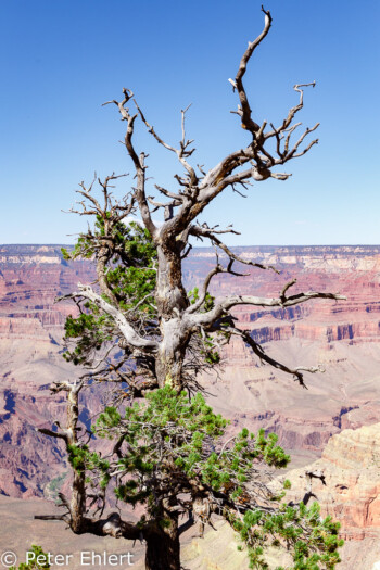 Rim Trail  Grand Canyon Village Arizona USA by Peter Ehlert in Grand Canyon South Rim