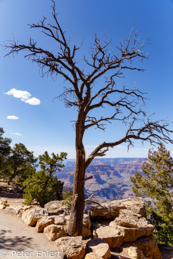 Rim Trail  Grand Canyon Village Arizona USA by Peter Ehlert in Grand Canyon South Rim