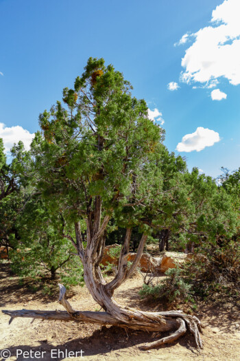 Rim Trail  Grand Canyon Village Arizona USA by Peter Ehlert in Grand Canyon South Rim