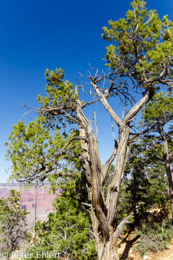 Rim Trail  Grand Canyon Village Arizona USA by Peter Ehlert in Grand Canyon South Rim