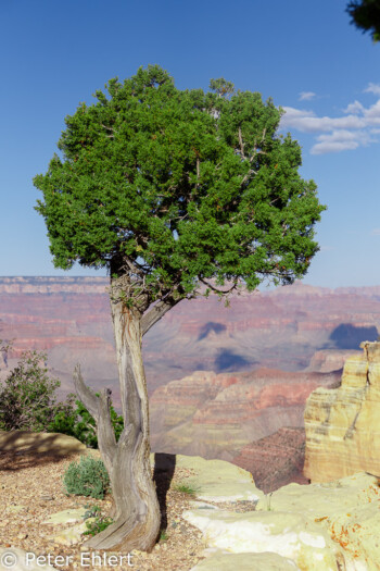 Powell Point  Grand Canyon Village Arizona USA by Peter Ehlert in Grand Canyon South Rim